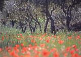 Provence-Dia 11